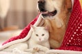 Adorable dog and cat together under blanket at room decorated for Christmas Royalty Free Stock Photo