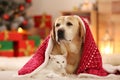 Adorable dog and cat together under blanket at room decorated for Christmas Royalty Free Stock Photo