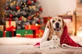 Adorable dog and cat together under blanket at room decorated for Christmas Royalty Free Stock Photo