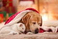 Adorable dog and cat together under blanket at room decorated for Christmas Royalty Free Stock Photo