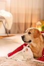 Adorable dog and cat together under blanket at room decorated for Christmas Royalty Free Stock Photo