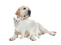 Adorable dog and cat together on white. Friends forever Royalty Free Stock Photo