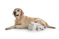 Adorable dog and cat together. Friends forever Royalty Free Stock Photo