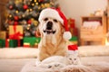 Adorable dog and cat wearing Santa hats together at room for Christmas. Cute pets Royalty Free Stock Photo