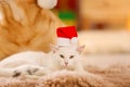 Adorable dog and cat wearing Santa hats together at room decorated for Christmas Royalty Free Stock Photo