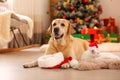 Adorable dog and cat wearing Santa hats together at room decorated for Christmas Royalty Free Stock Photo
