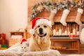 Adorable dog and cat wearing Santa hats together at room decorated for Christmas Royalty Free Stock Photo