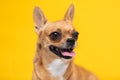 adorable dog Chihuahua breed making happy face and smile on yellow color background