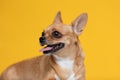 adorable dog Chihuahua breed making happy face and smile on yellow color background Royalty Free Stock Photo