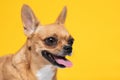 adorable dog Chihuahua breed making happy face and smile on yellow color background