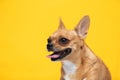 adorable dog Chihuahua breed making happy face and smile on yellow color background