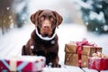 Adorable dog with Christmas gift boxes. Adult Chocolate Labrador Retriever sitting on the snow with presents. Happy pets Royalty Free Stock Photo