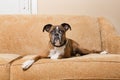 Adorable Dog on Couch