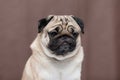 Adorable Dog cute pug breed happiness and smile on brown color background