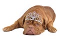 Adorable dog with diadem Royalty Free Stock Photo