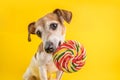 Adorable dog eating sweet candy Colorful spiral lollipop. Cute pet eyes. Yellow background. Healthy lifestyle concept