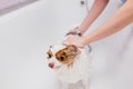 Adorable dog getting bath Royalty Free Stock Photo