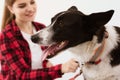 Dog getting checked at vet clinic with thir owner. Royalty Free Stock Photo