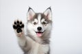 Adorable dog giving high five on white background with text space for creative placement