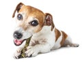 Adorable dog Jack Russell terrier enjoying bone Royalty Free Stock Photo