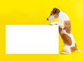 Adorable dog Jack Russell terrier looking side holding yellow background Royalty Free Stock Photo