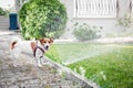 Adorable dog Jack Russell Terrier playing with water in courtyard at summer day Royalty Free Stock Photo