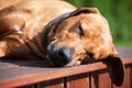 Adorable dog lazy lying and sleeping Royalty Free Stock Photo