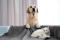 Adorable dog looking into camera and cat together. Friends forever Royalty Free Stock Photo
