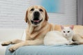 Adorable dog looking into camera and cat together on sofa. Friends forever Royalty Free Stock Photo