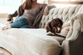 adorable dog, lying and relaxing on sofa in the living room with owner feeling bored at home. Happy brown pet, animal or