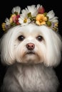 Adorable dog of the Maltese lapdog breed in a flower wreath on his head, on a black background