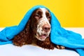 Adorable dog, purebred English springer spaniel lying in towel after bathing, relaxing against yellow studio background Royalty Free Stock Photo