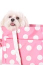 Adorable dog in purse Royalty Free Stock Photo