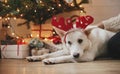 Adorable dog in reindeer antlers lying under christmas tree with gifts and lights. Cute funny white dog relaxing with owner in Royalty Free Stock Photo