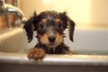 Adorable Dog\'s Bath Time Adventure. Heartwarming moment of a cute dog happily taking a bath. Ai generated