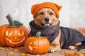 Adorable Dog in Scarf Posing for Halloween and Thanksgiving against Pumpkin Background. Royalty Free Stock Photo