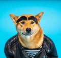 Adorable dog Shiba Inu masculine character with comical false wide bushy eyebrows