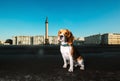 Adorable dog sitting on asphalt on city square