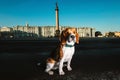 Adorable dog sitting on asphalt on city square