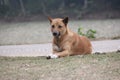 A dog has calmed down and is sitting on the street. Royalty Free Stock Photo