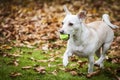 Adorable dog with small tennis ball in mouth trotting on fallen gold leaves green grass Royalty Free Stock Photo