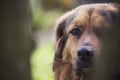 Adorable dog snout closeup Royalty Free Stock Photo