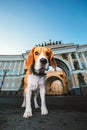 Adorable dog standing on asphalt on city square