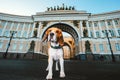 Adorable dog standing on asphalt on city square