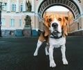 Adorable dog standing on asphalt on city square
