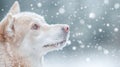 Adorable Dog Standing in Snowy Winter Landscape Royalty Free Stock Photo
