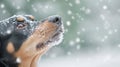 Adorable Dog Standing in Snowy Winter Landscape Royalty Free Stock Photo