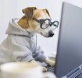 Adorable dog staring computer screen. Royalty Free Stock Photo