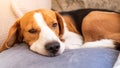 Adorable Dog tired sleeps on a couch. Lazy Beagle on sofa Royalty Free Stock Photo