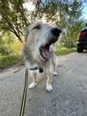 Adorable dog on a walk outdoors Royalty Free Stock Photo